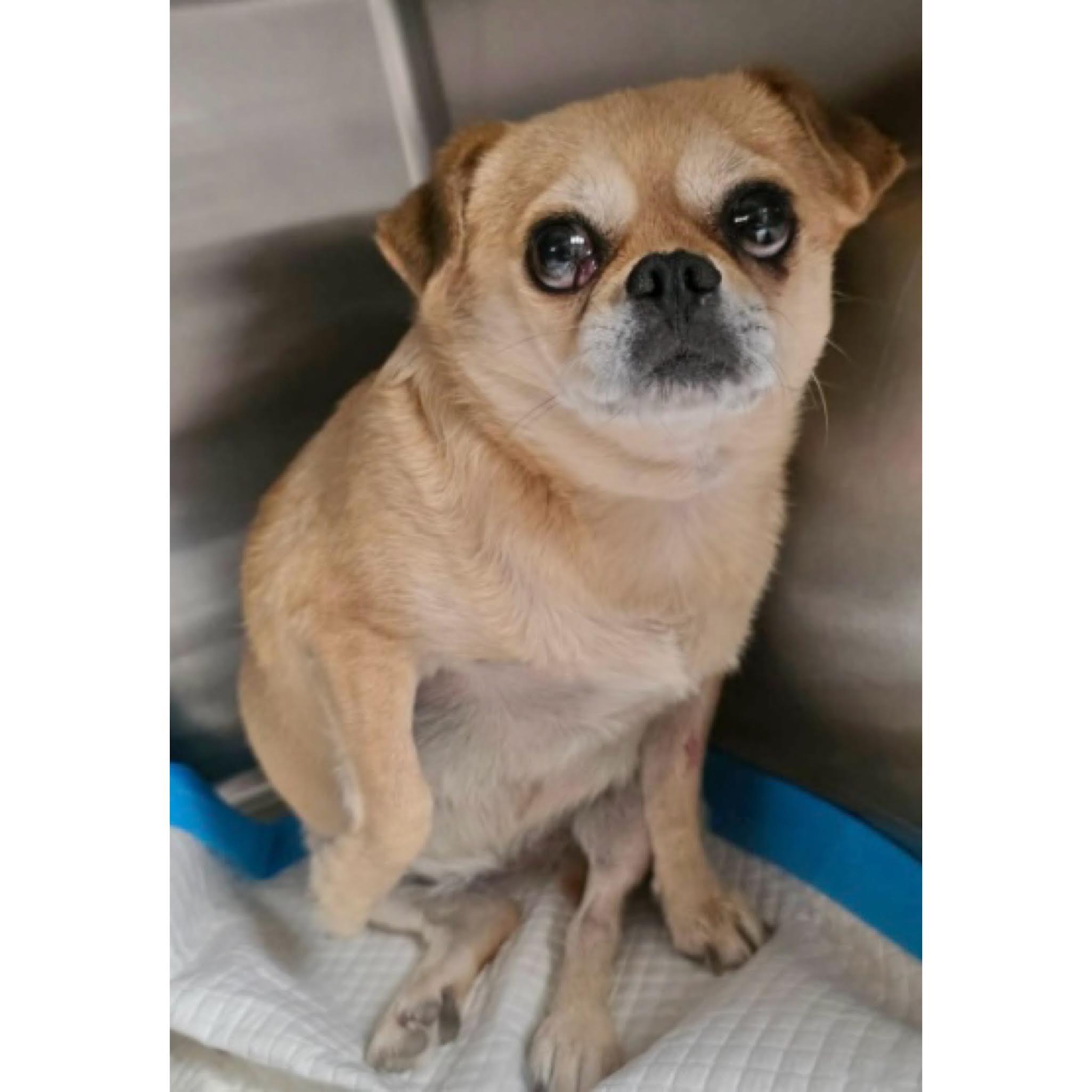Honey, ADOPTABLE, Young Female Pug & Beagle.