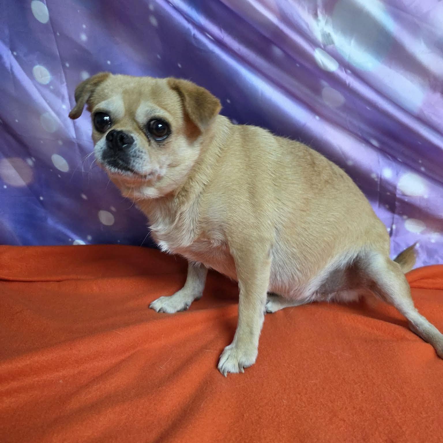 Honey, a ADOPTABLE mixed breed in Boulder, CO image 6/6