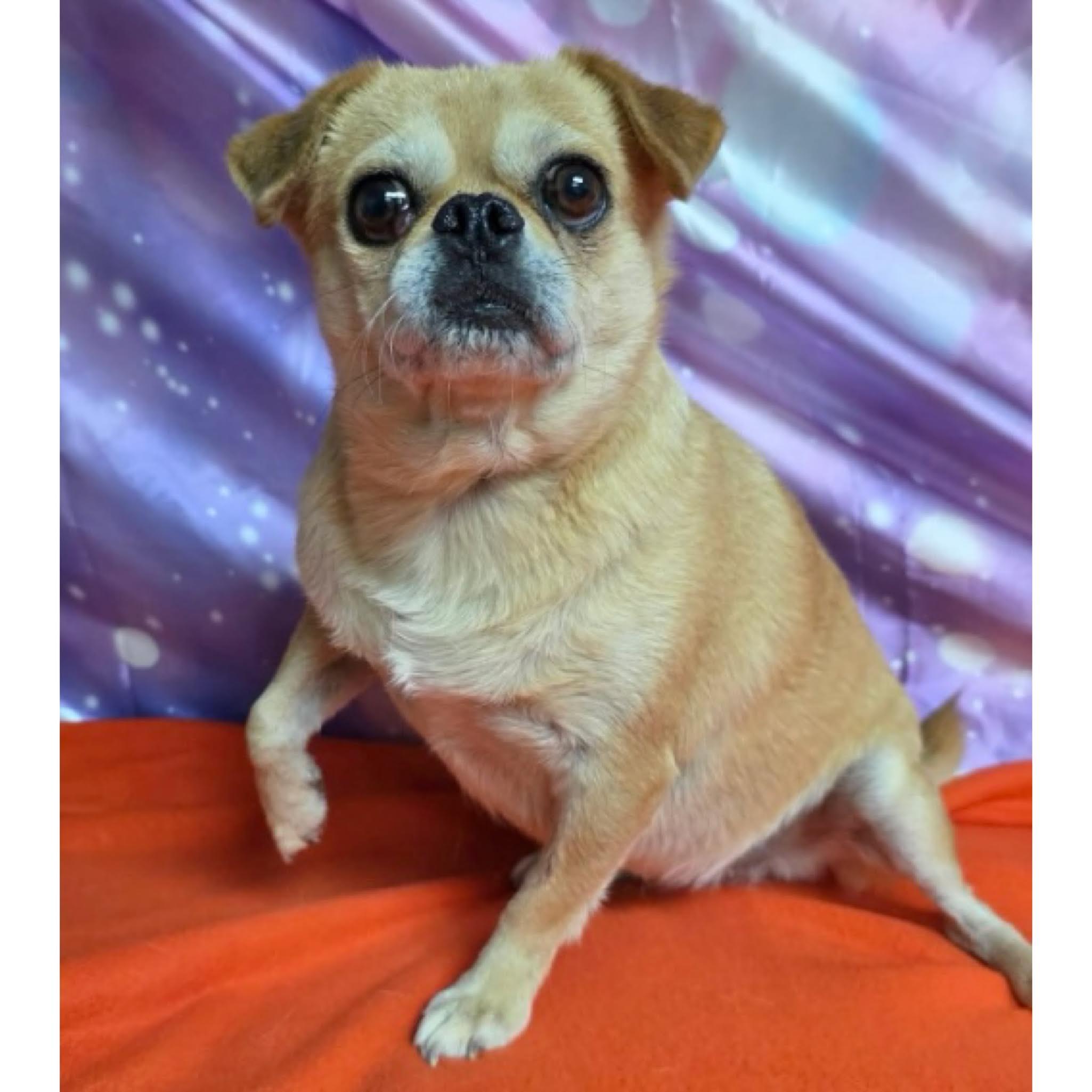 Honey, a ADOPTABLE mixed breed in Boulder, CO image 3/6