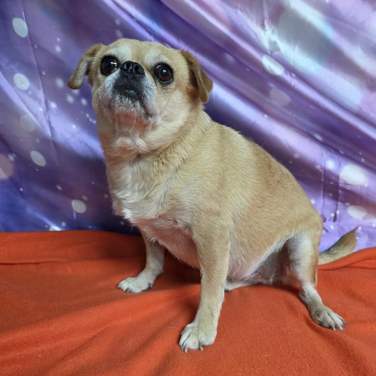 Honey, a ADOPTABLE mixed breed in Boulder, CO image 5/6