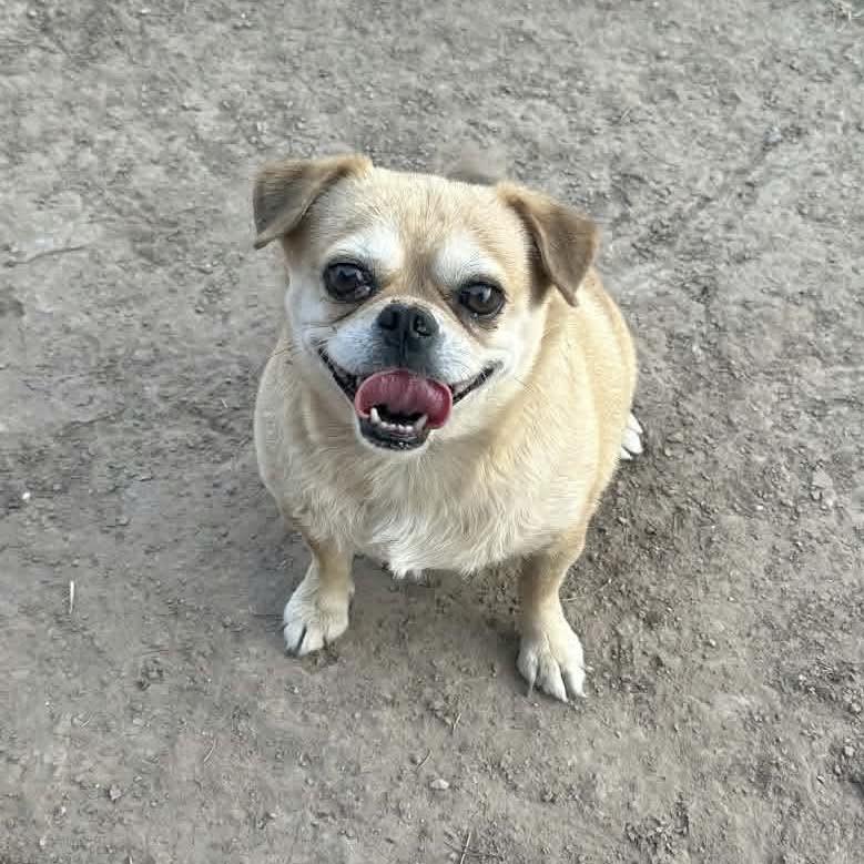 Honey, a ADOPTABLE mixed breed in Boulder, CO image 2/6