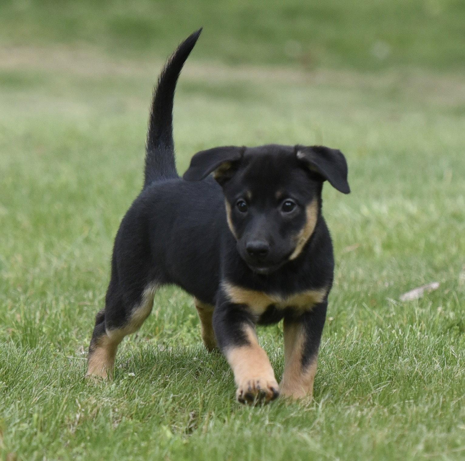 Enlarge Sadie, a Adoptable mixed breed in Mechanicsburg, PA image 1/3