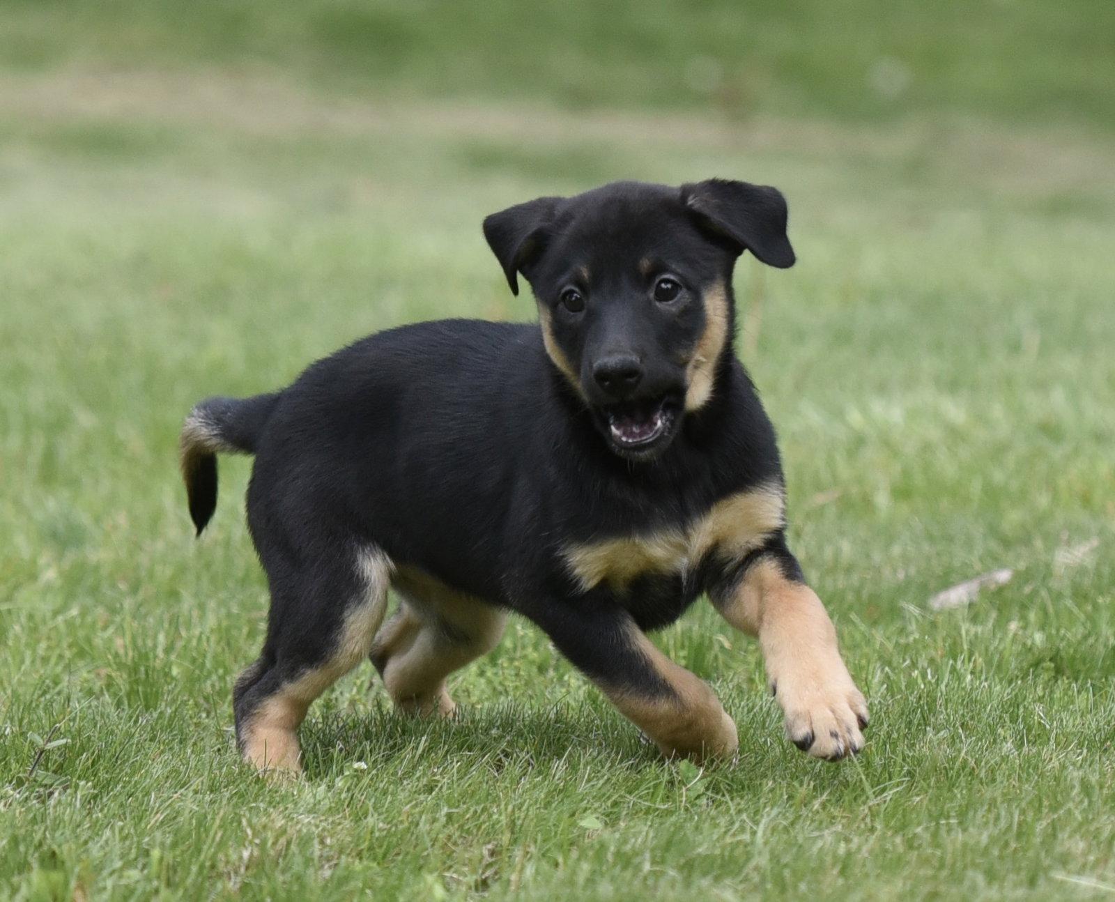 Enlarge Sadie, a Adoptable mixed breed in Mechanicsburg, PA image 2/3