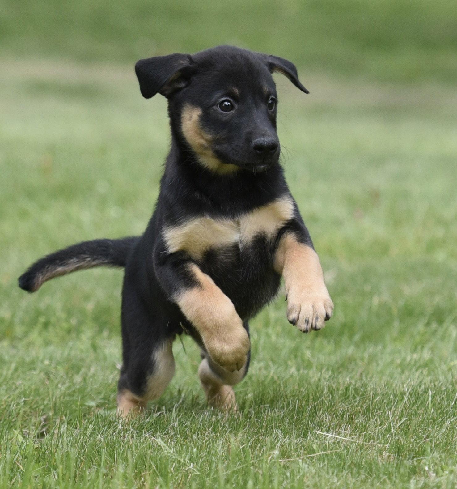 Enlarge Sadie, a Adoptable mixed breed in Mechanicsburg, PA image 3/3