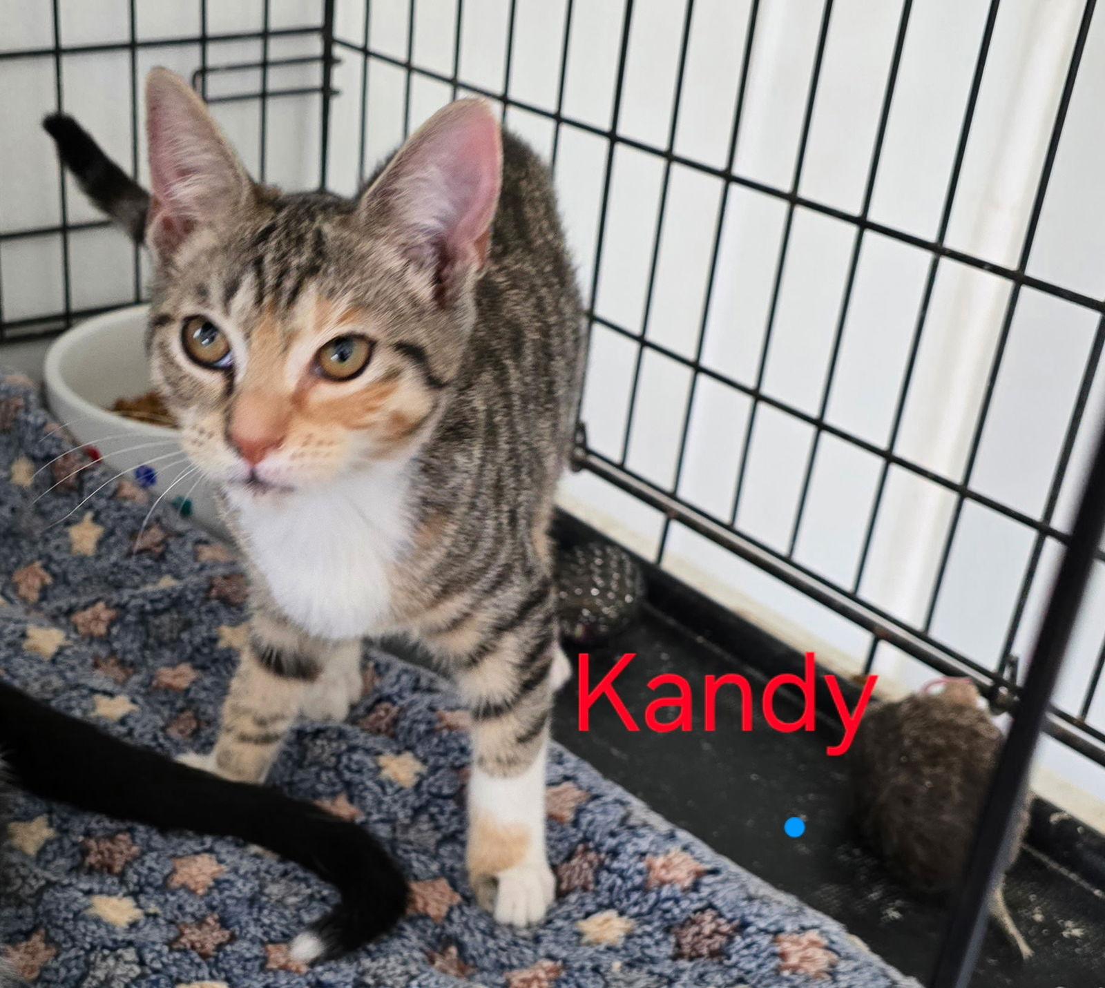 Enlarge Kandy, a Adopted Domestic Short Hair in Land O Lakes, FL image 1/1
