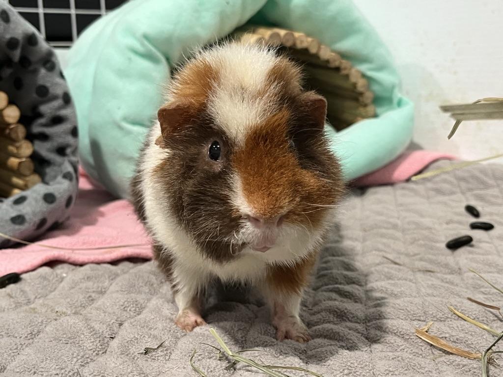 Paul & Rowan *Bonded Pair*, an adopted mixed breed in Philadelphia, PA image 4/6