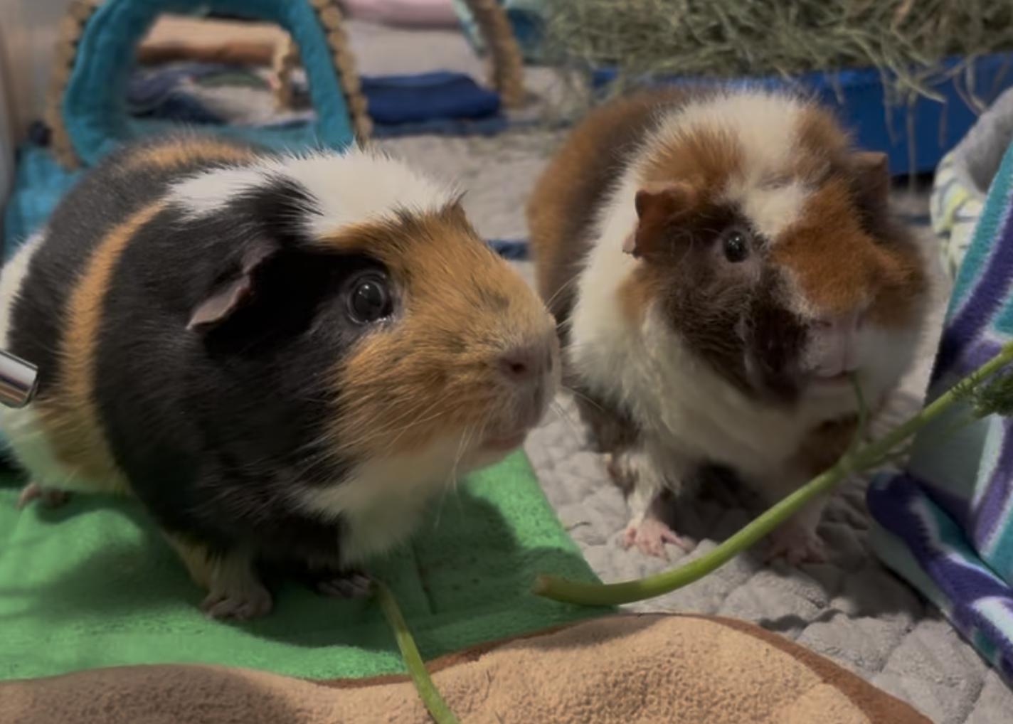 Paul & Rowan *Bonded Pair*, ADOPTABLE, Senior Male Short-Haired.