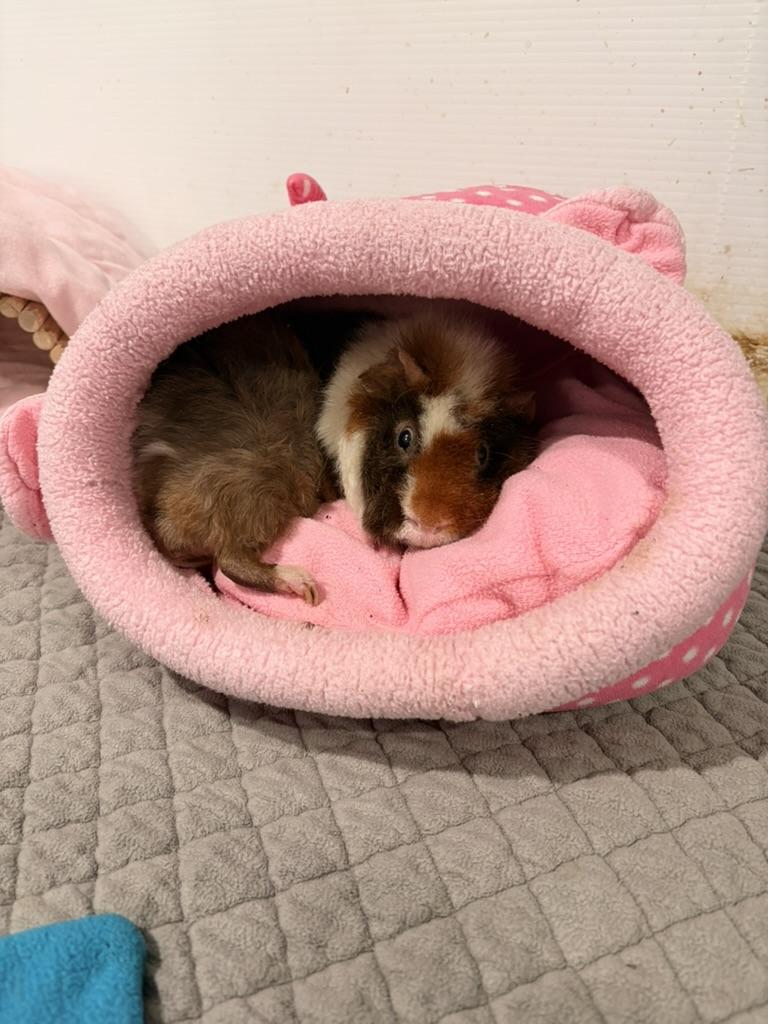 Paul & Rowan *Bonded Pair*, an adopted mixed breed in Philadelphia, PA image 5/6