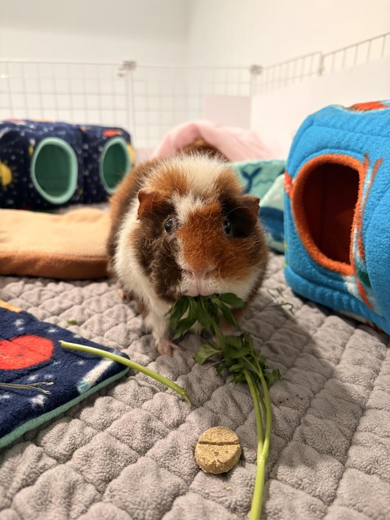 Paul & Rowan *Bonded Pair*, an adopted mixed breed in Philadelphia, PA image 6/6