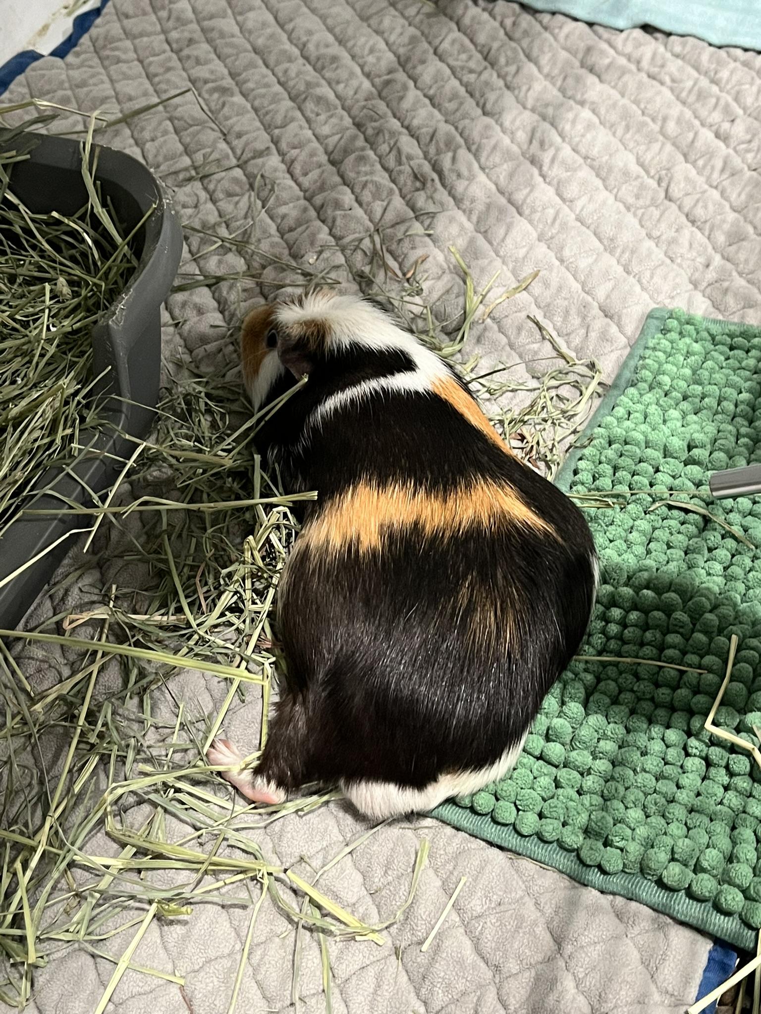 Paul & Rowan *Bonded Pair*, an adopted mixed breed in Philadelphia, PA image 3/6