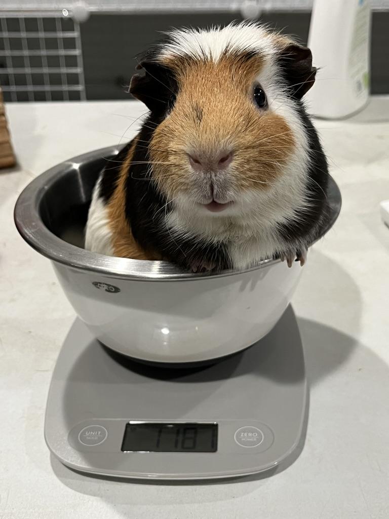 Paul & Rowan *Bonded Pair*, an adopted mixed breed in Philadelphia, PA image 2/6