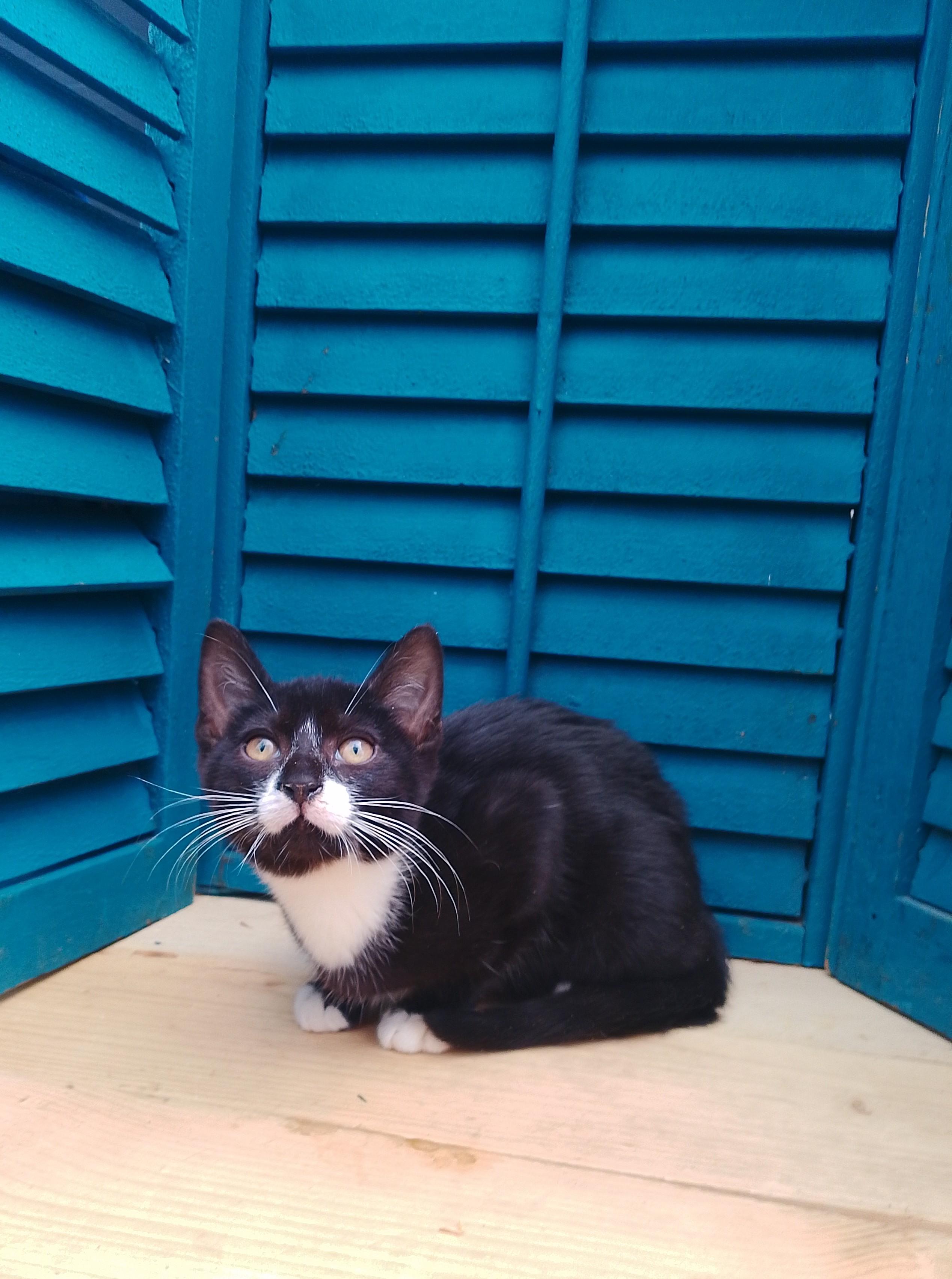 Enlarge The General #465, an adopted Domestic Short Hair in Nichols, NY image 1/1