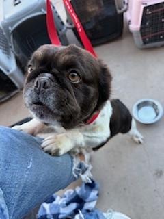 Kali, Adopted, Adult Female French Bulldog.