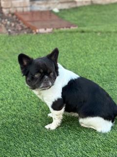 Enlarge Kali, a Adopted French Bulldog in Mesa, AZ image 2/6