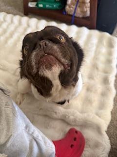 Enlarge Kali, a Adopted French Bulldog in Mesa, AZ image 3/6