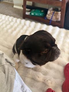 Enlarge Kali, a Adopted French Bulldog in Mesa, AZ image 4/6