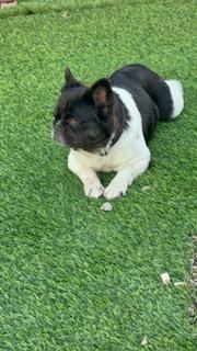 Enlarge Kali, a Adopted French Bulldog in Mesa, AZ image 5/6