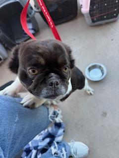 Enlarge Kali, a Adopted French Bulldog in Mesa, AZ image 6/6