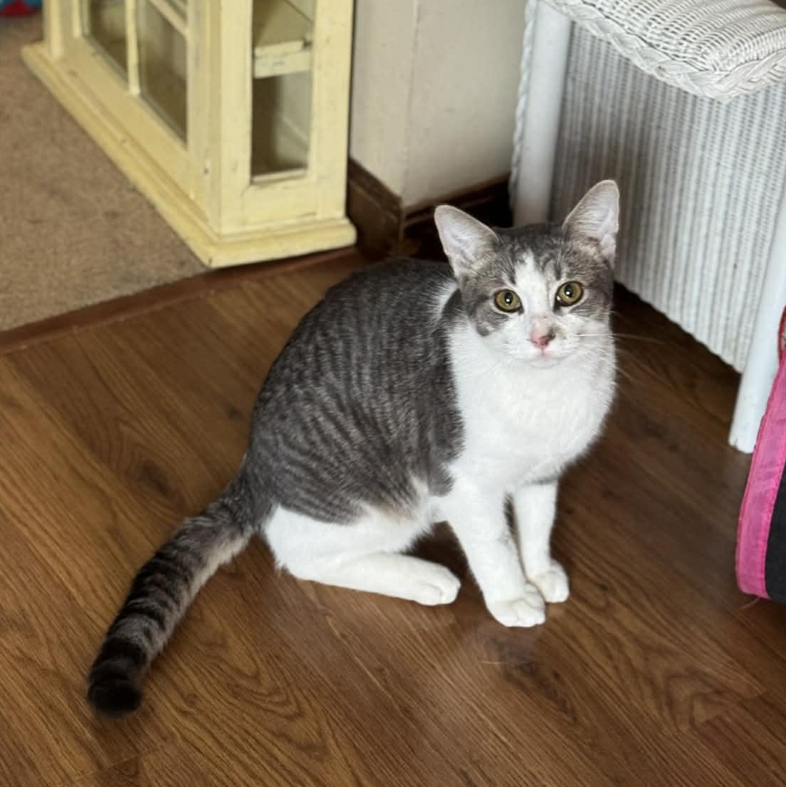 Ham, ADOPTABLE, Young Male Tabby.