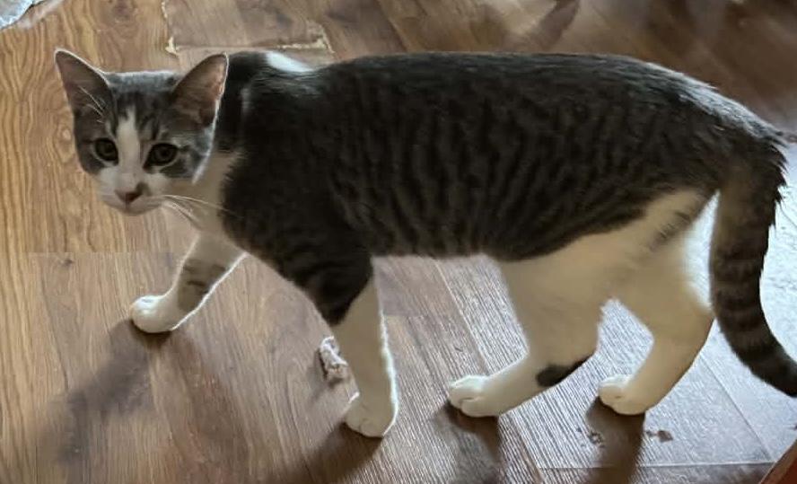 Enlarge Ham, a ADOPTABLE Tabby in Midland, MI image 5/6