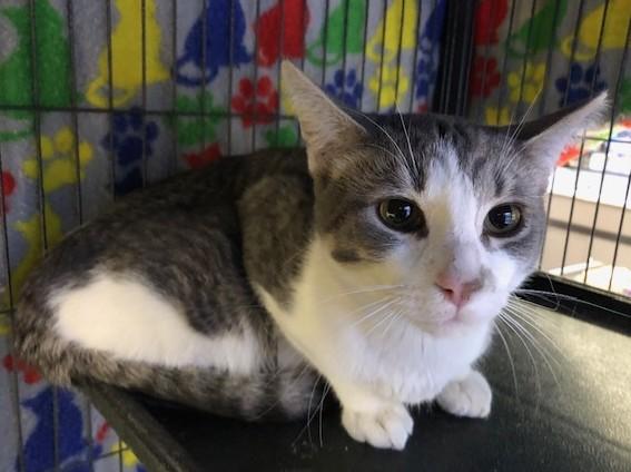 Enlarge Ham, a ADOPTABLE Tabby in Midland, MI image 2/6