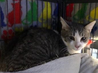 Enlarge Ham, a ADOPTABLE Tabby in Midland, MI image 3/6