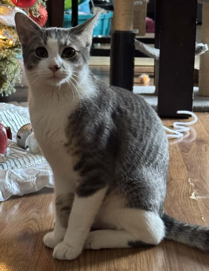 Enlarge Ham, a ADOPTABLE Tabby in Midland, MI image 4/6