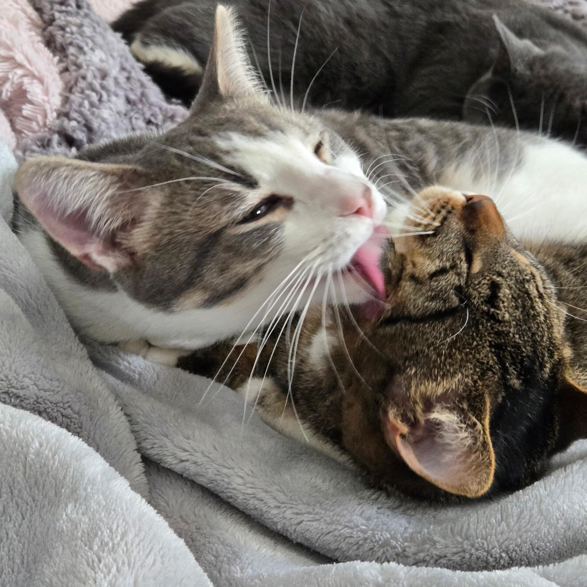 Enlarge Ham, a ADOPTABLE Tabby in Midland, MI image 3/6