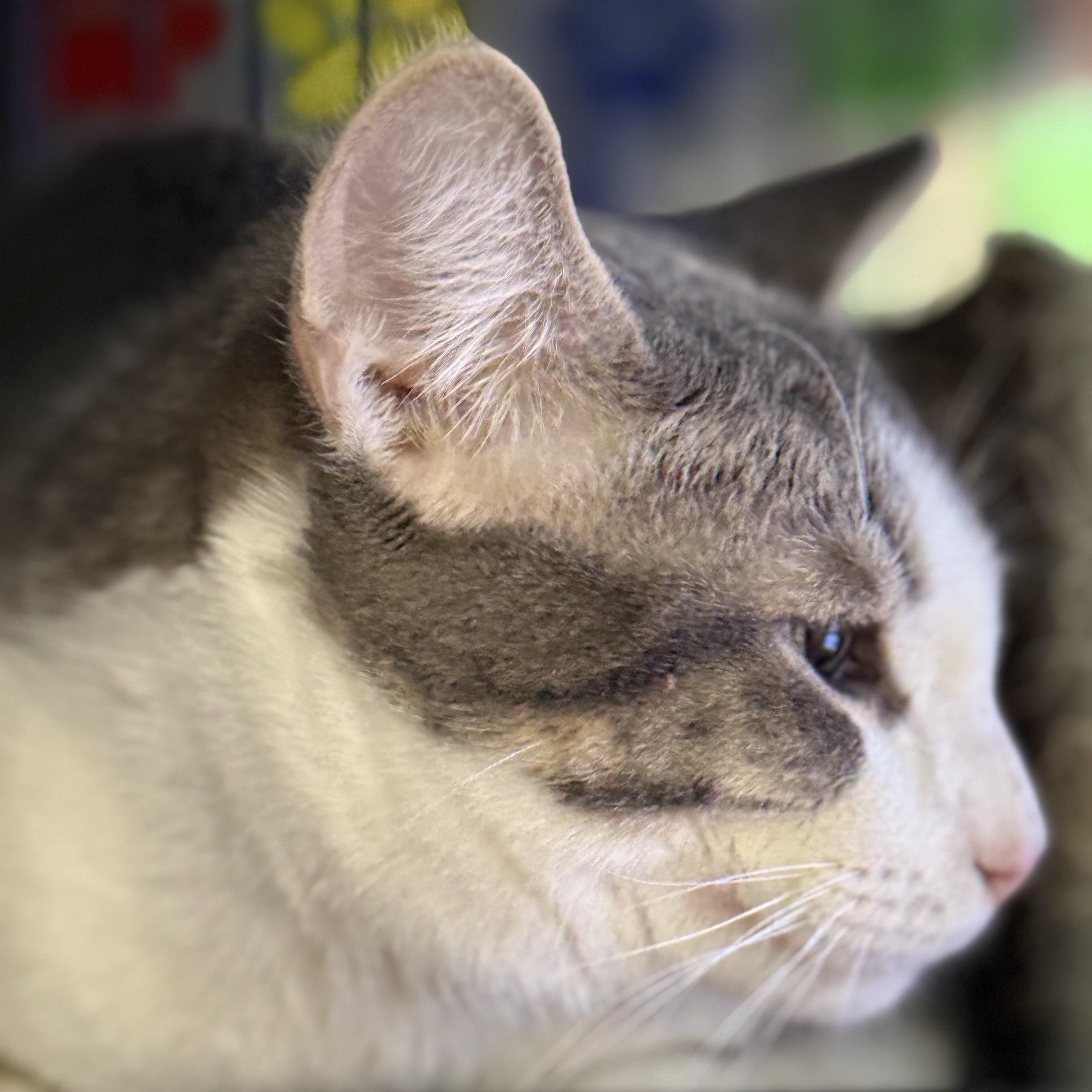 Enlarge Ham, a ADOPTABLE Tabby in Midland, MI image 6/6