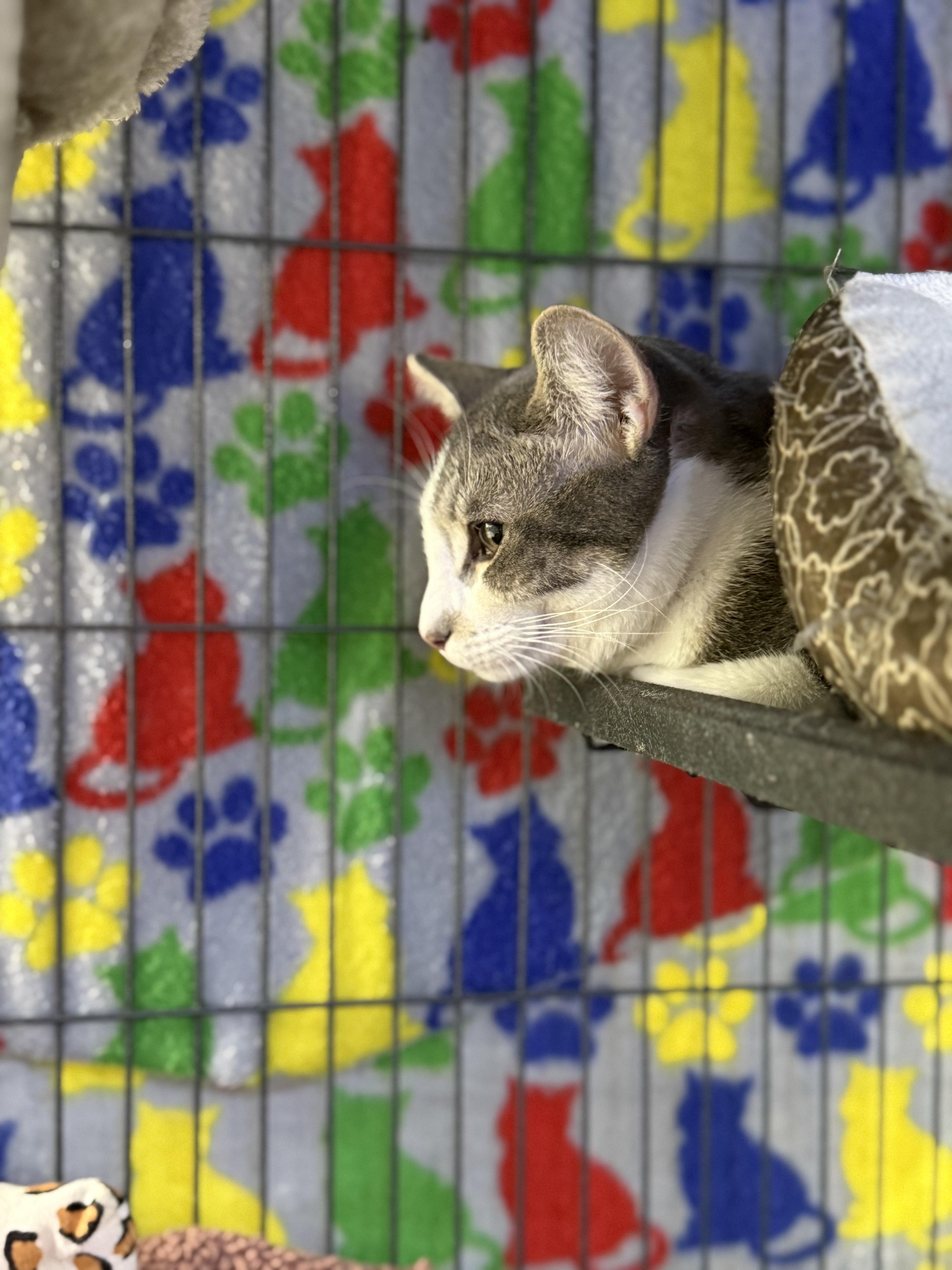 Enlarge Ham, a ADOPTABLE Tabby in Midland, MI image 5/6