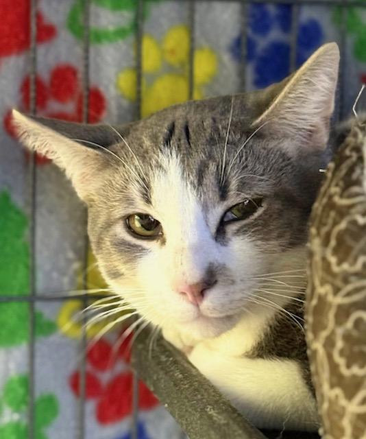 Enlarge Ham, a ADOPTABLE Tabby in Midland, MI image 1/6