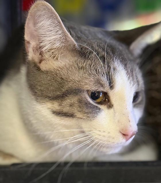 Enlarge Ham, a ADOPTABLE Tabby in Midland, MI image 4/6