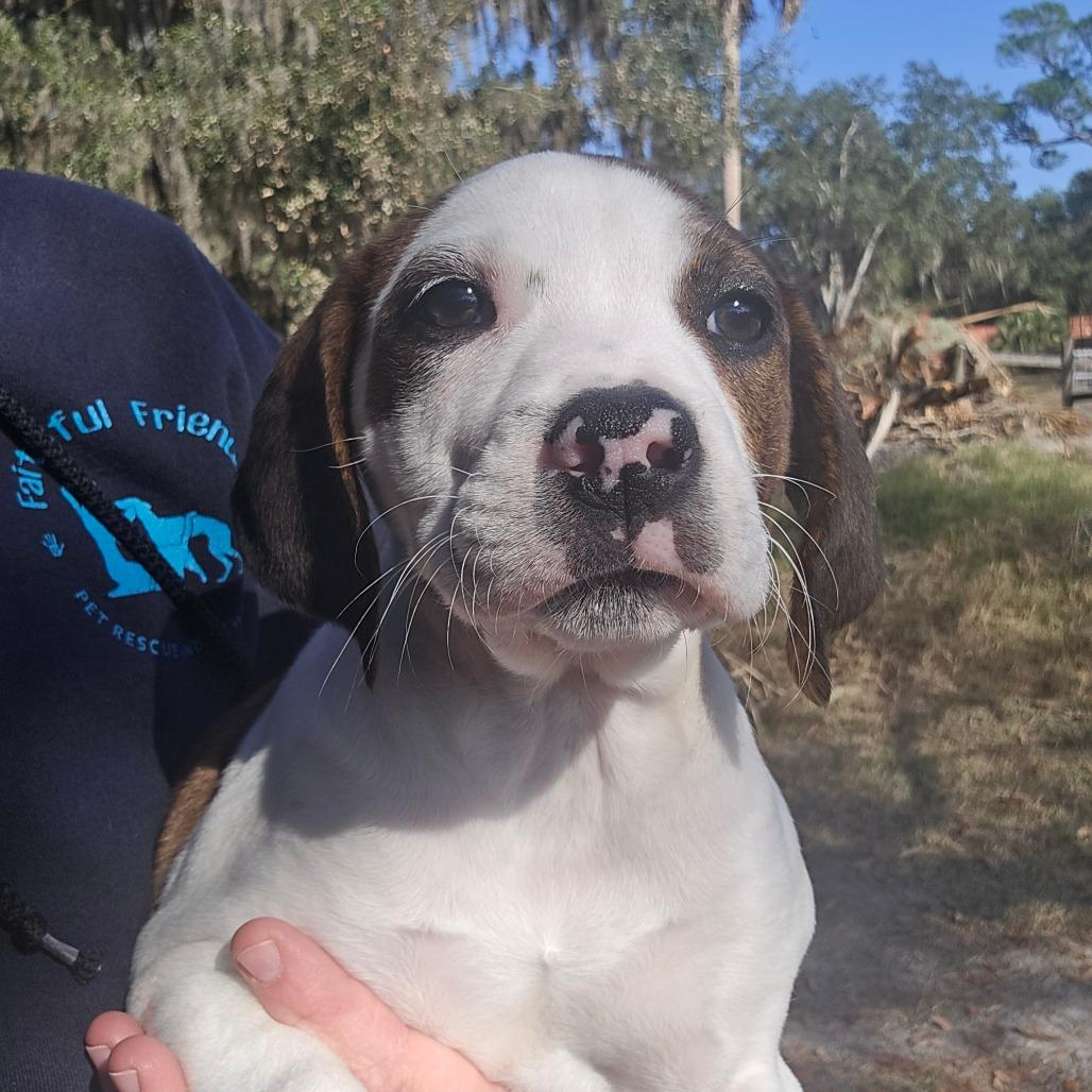 Enlarge Joselyn, a Adoptable Mixed Breed in Williston, FL image 1/2