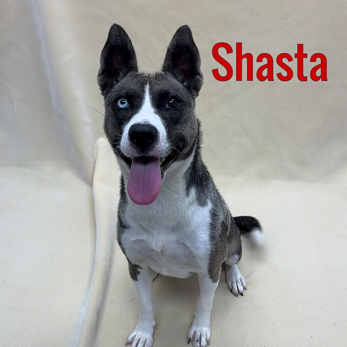 Enlarge Shasta, a ADOPTABLE mixed breed in Pleasantville, NJ image 1/1