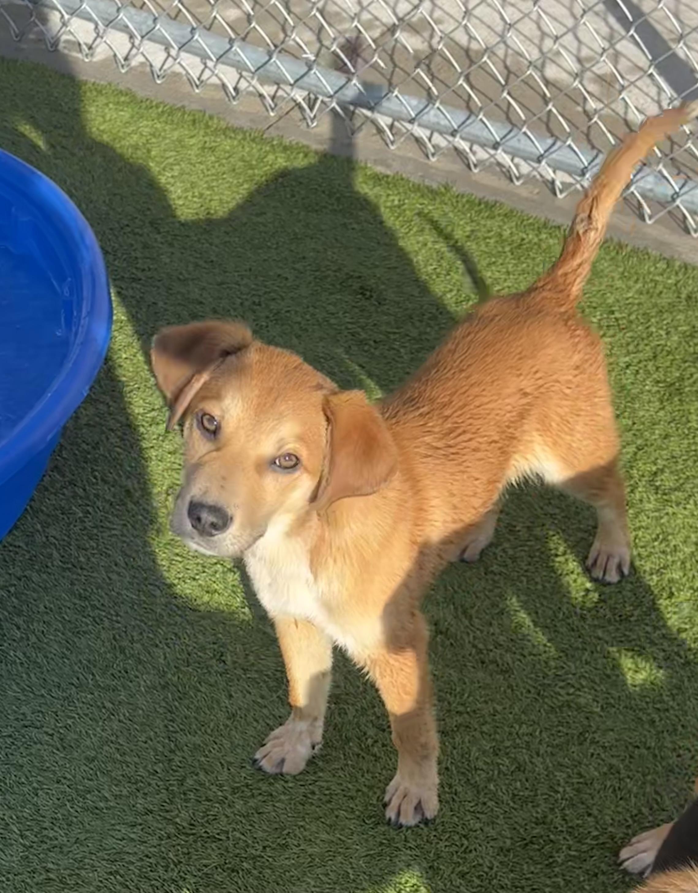 Enlarge Payton, a ADOPTABLE Mixed Breed in Liberty, MO image 6/6