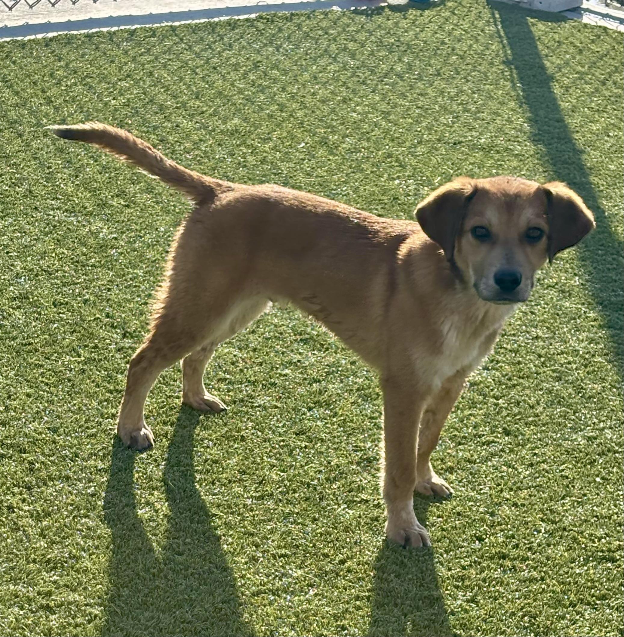 Enlarge Payton, a ADOPTABLE Mixed Breed in Liberty, MO image 5/6