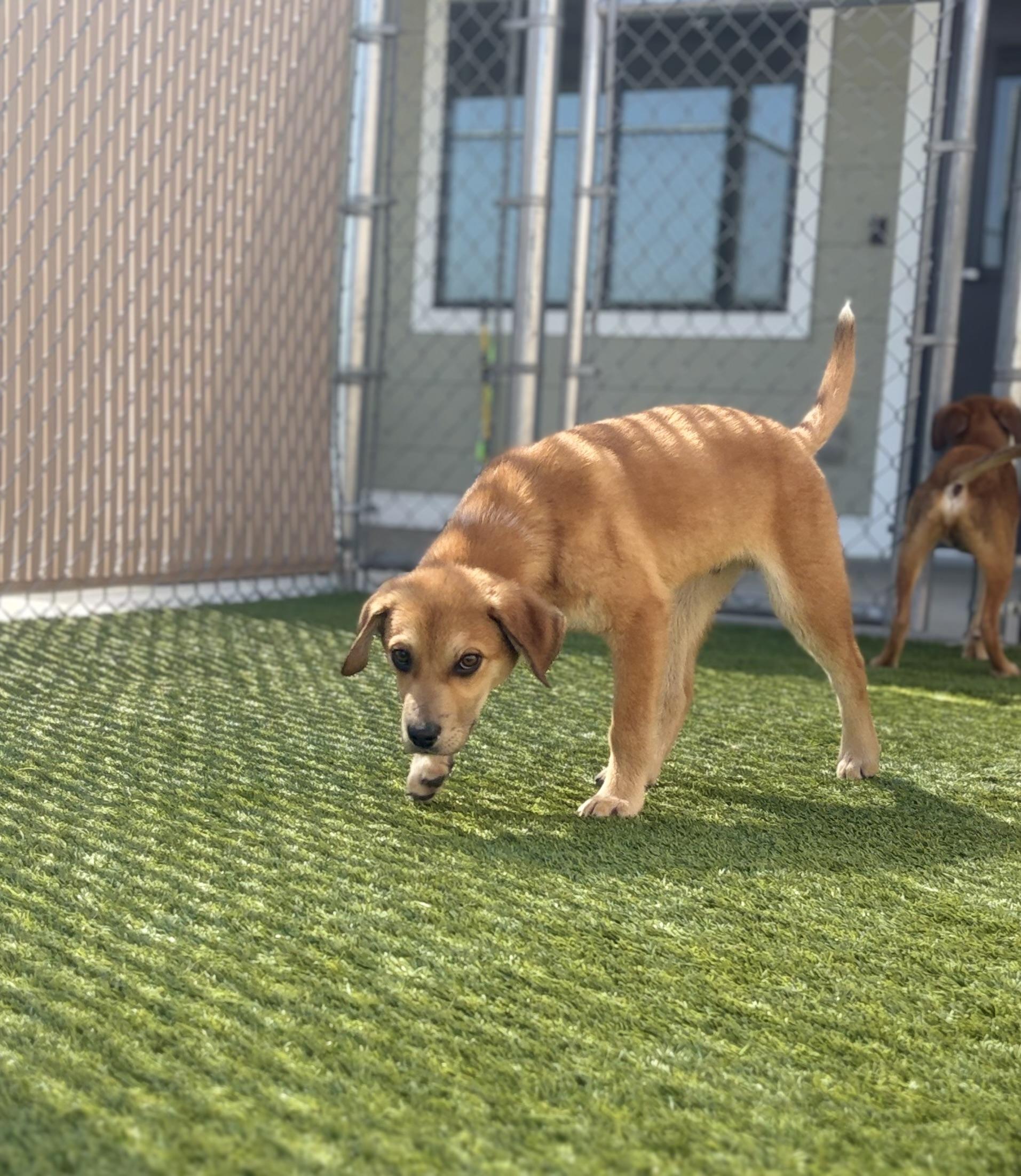 Enlarge Payton, a ADOPTABLE Mixed Breed in Liberty, MO image 2/6