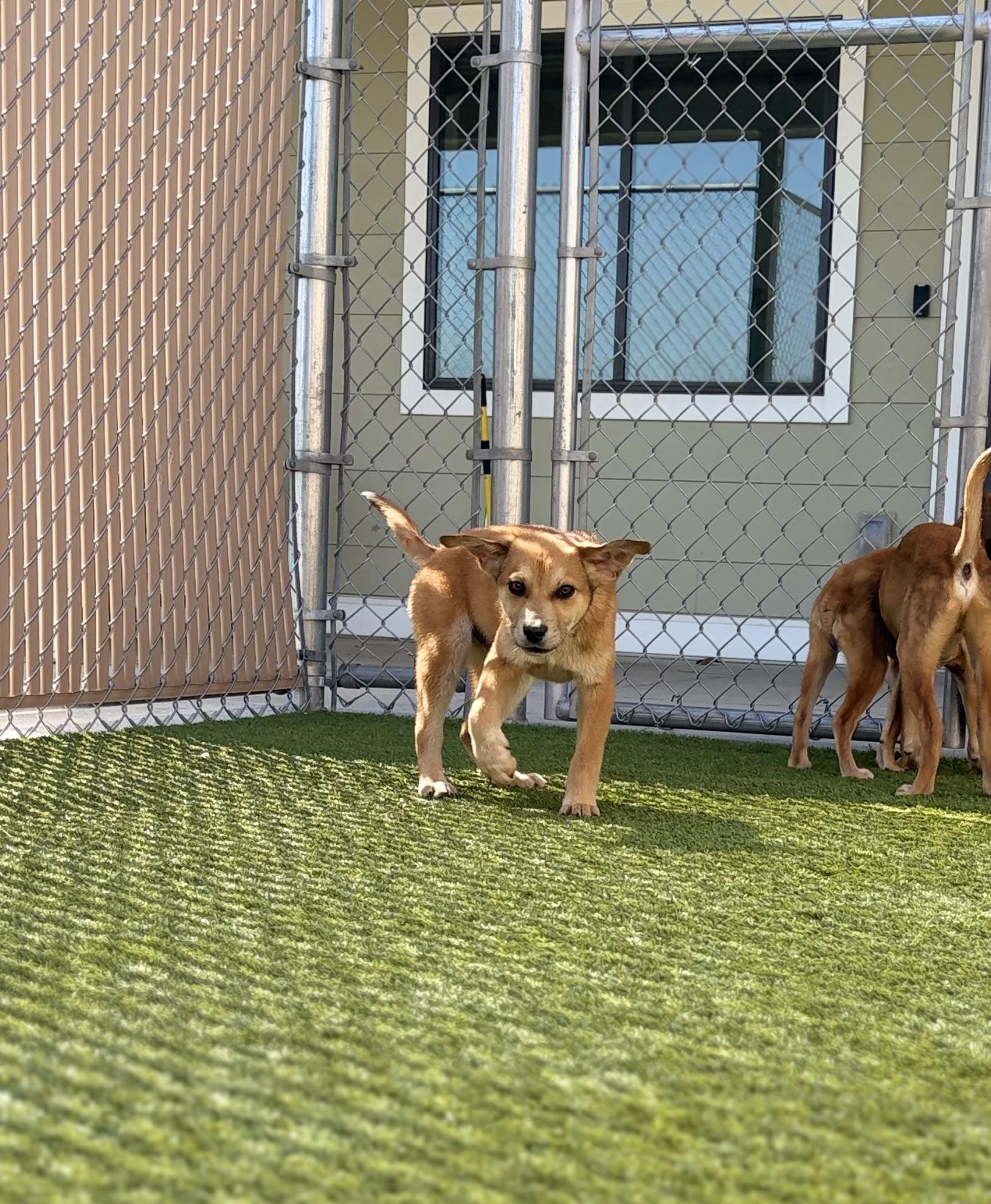 Payton, ADOPTABLE, Puppy Male Mixed Breed.