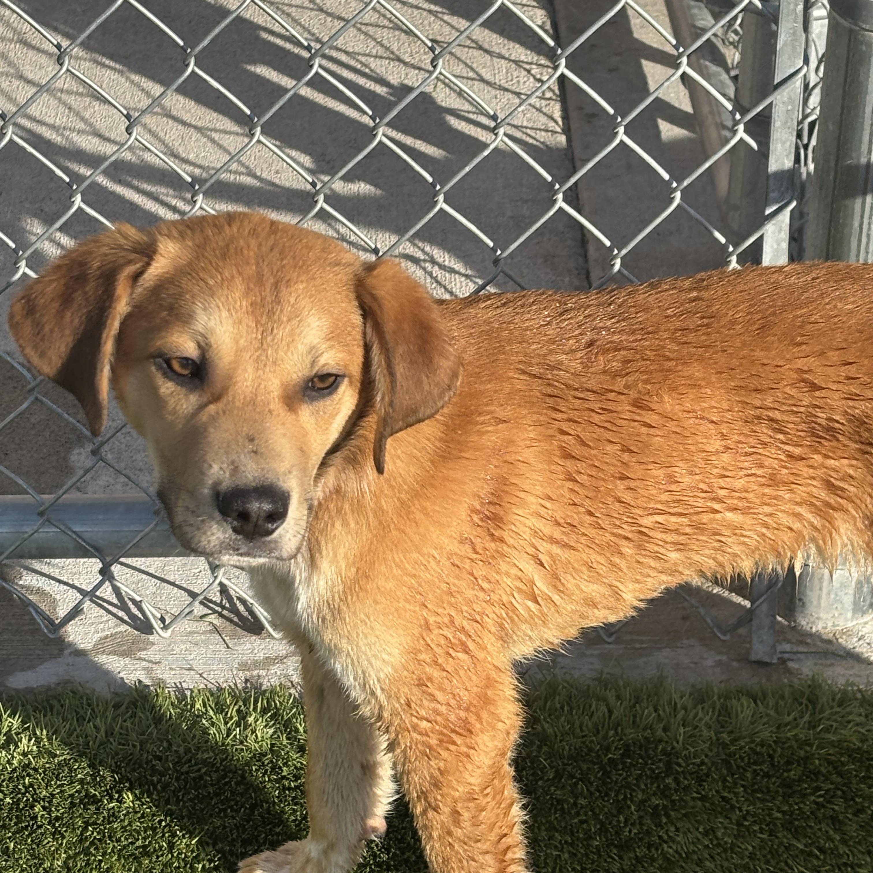 Enlarge Payton, a ADOPTABLE Mixed Breed in Liberty, MO image 4/6