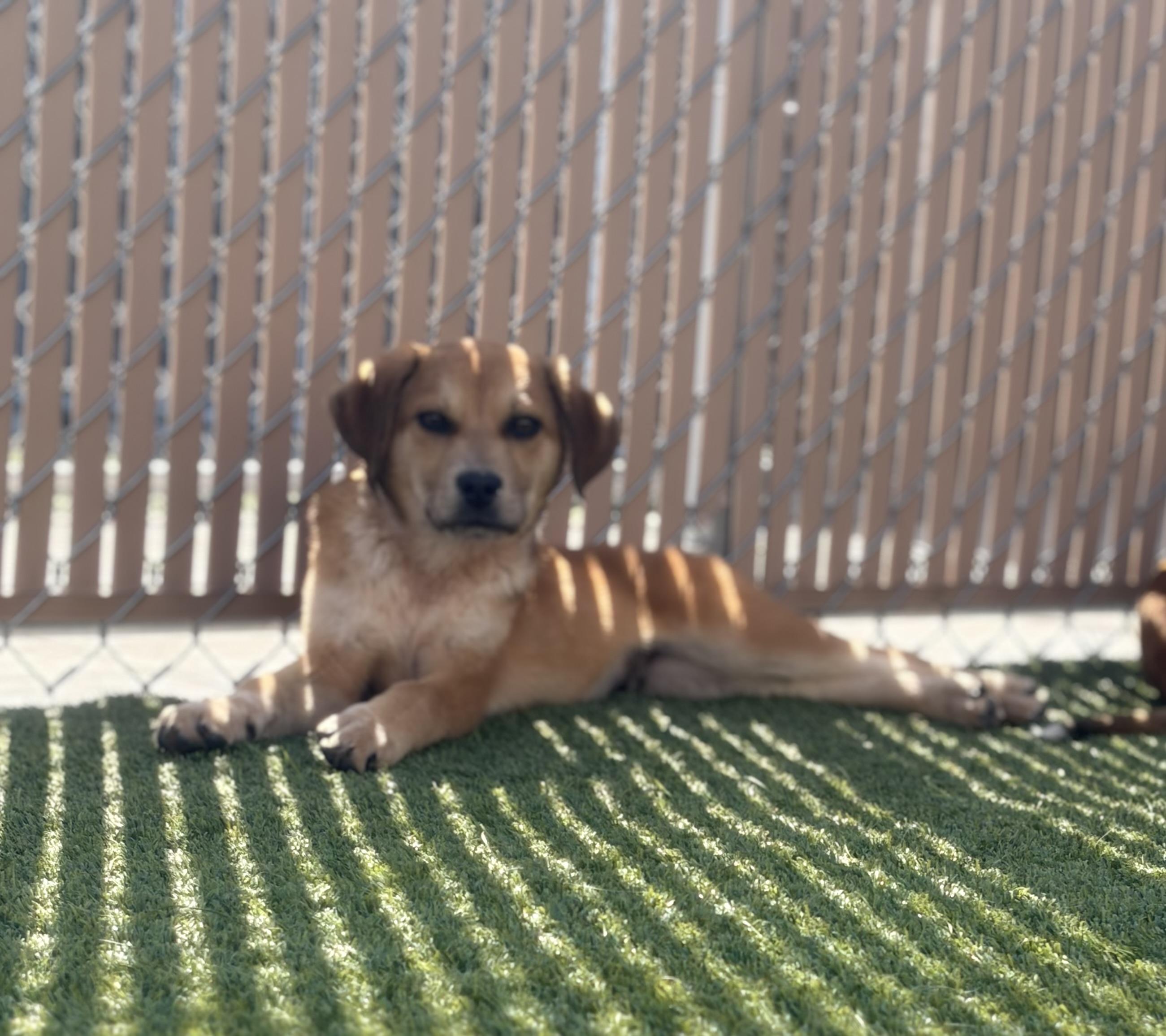 Enlarge Payton, a ADOPTABLE Mixed Breed in Liberty, MO image 3/6