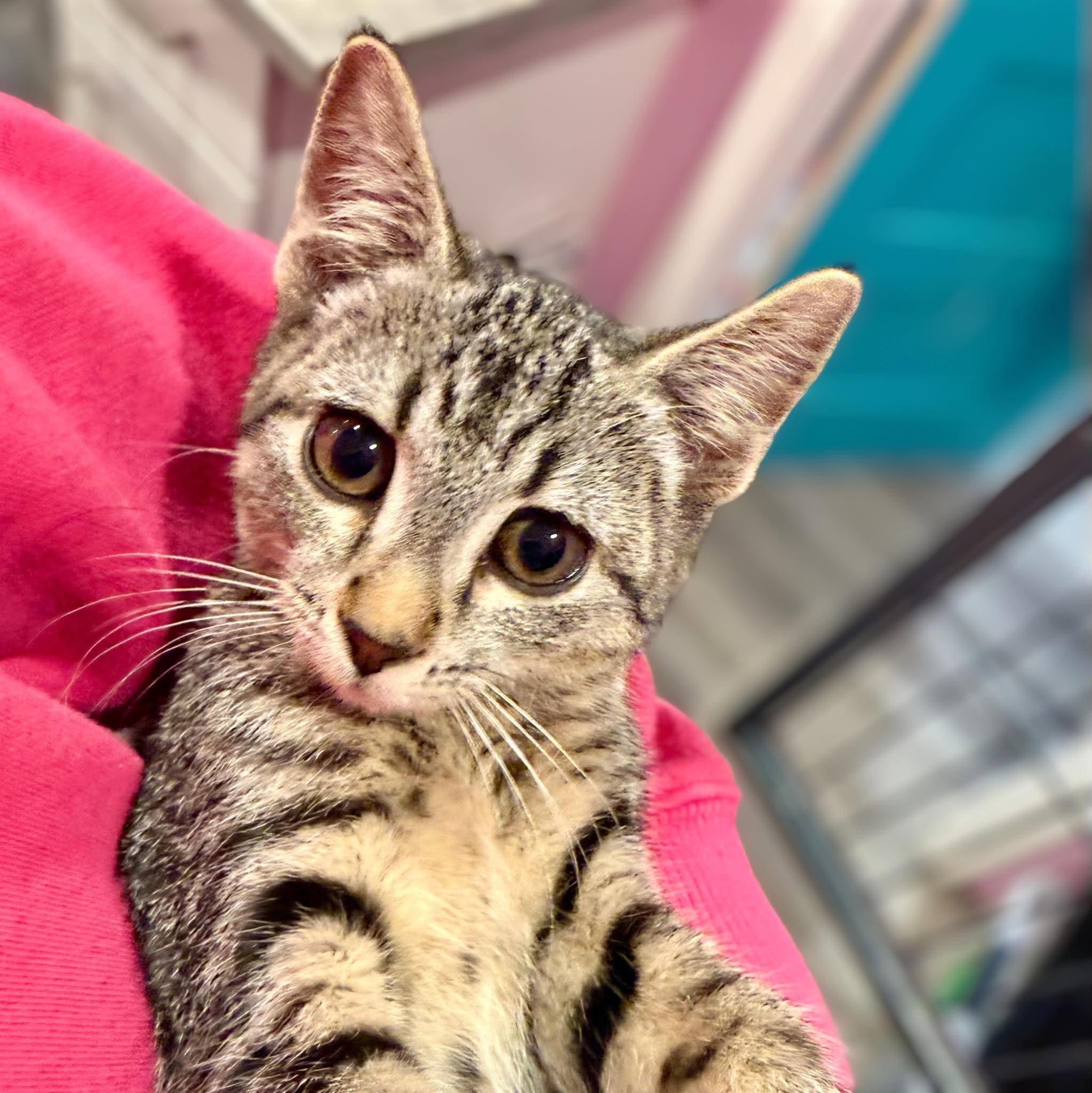 Enlarge Atria, a Adoptable Domestic Short Hair in Calgary, AB image 1/3