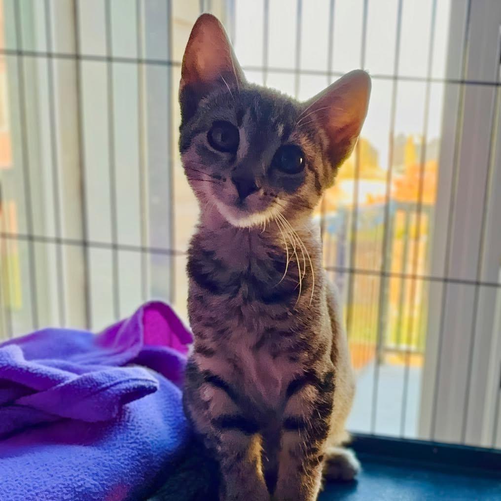 Enlarge Atria, a Adoptable Domestic Short Hair in Calgary, AB image 3/3