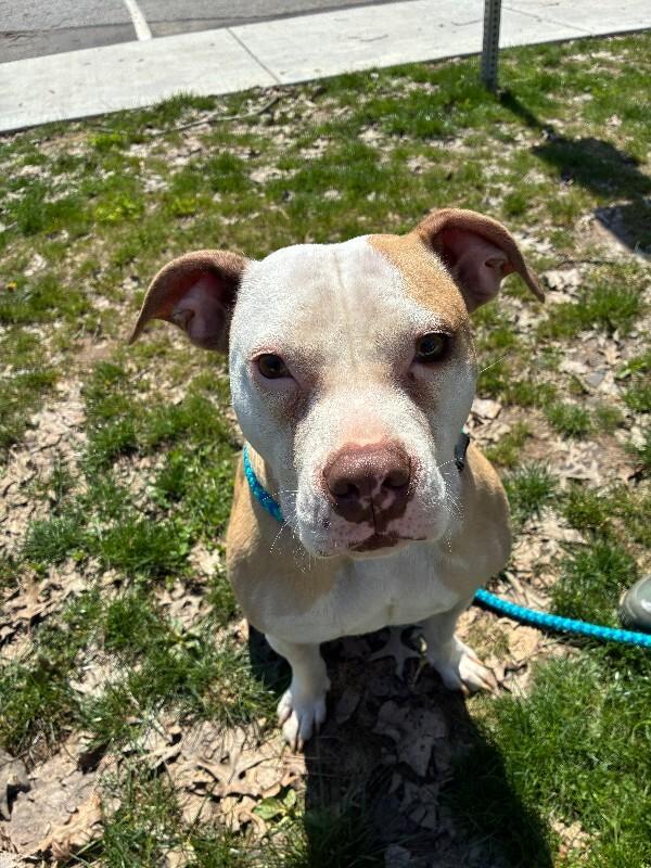 Layla, Adoptable, Adult Female Mixed Breed.