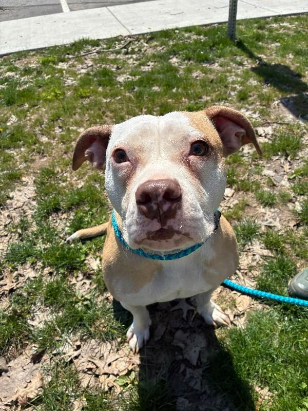 Enlarge Layla, a Adoptable Mixed Breed in Rochester, NY image 2/6