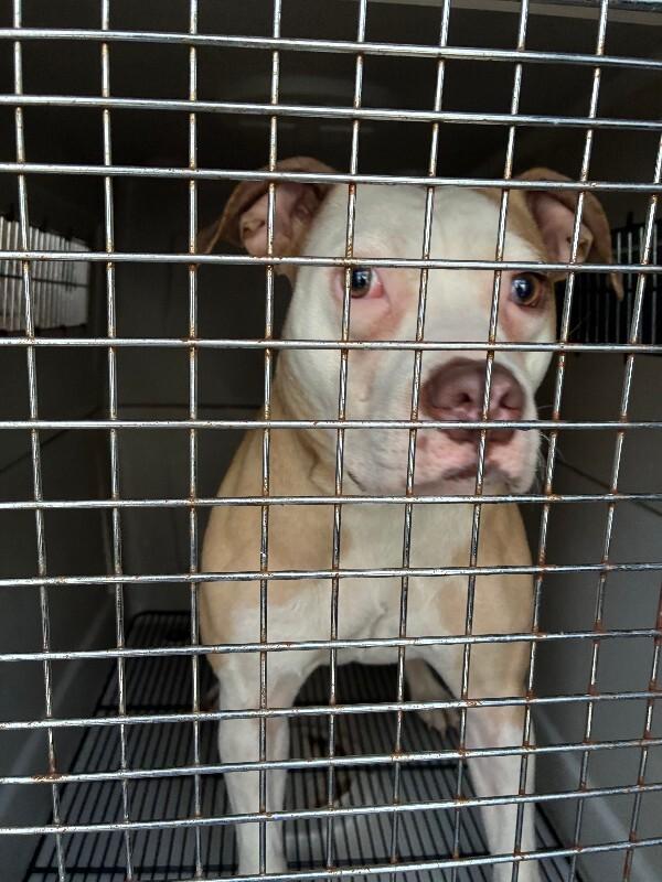 Enlarge Layla, a Adoptable Mixed Breed in Rochester, NY image 3/6