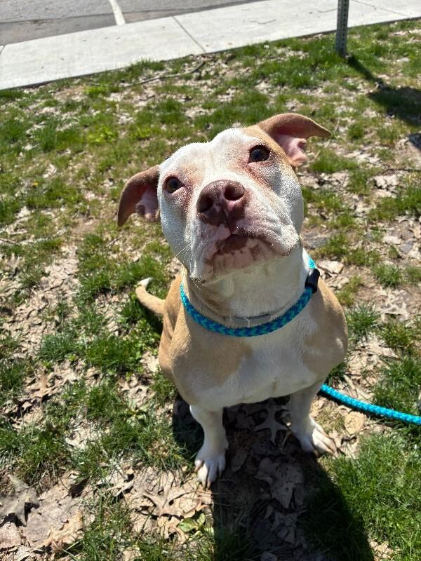 Enlarge Layla, a Adoptable Mixed Breed in Rochester, NY image 4/6