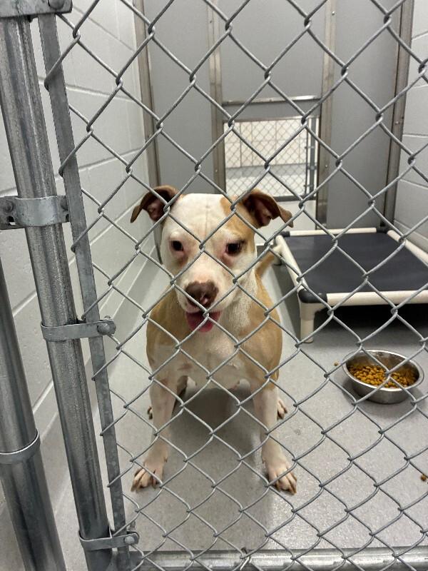 Enlarge Layla, a Adoptable Mixed Breed in Rochester, NY image 5/6