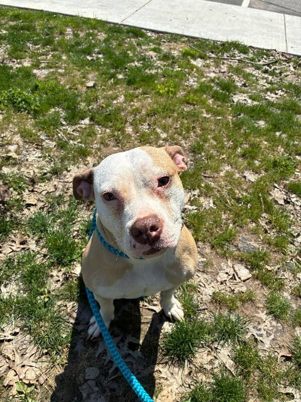 Enlarge Layla, a Adoptable Mixed Breed in Rochester, NY image 6/6
