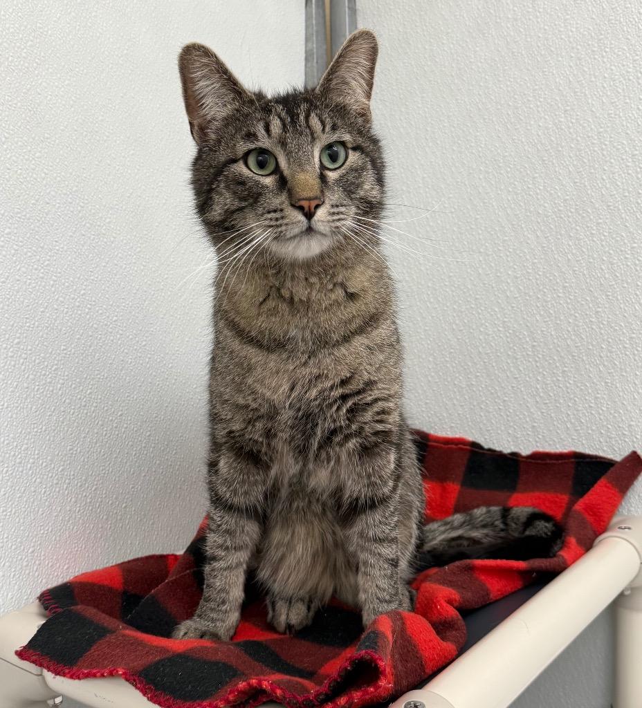 Enlarge Clyde, a Adoptable mixed breed in Gillette, WY image 1/3