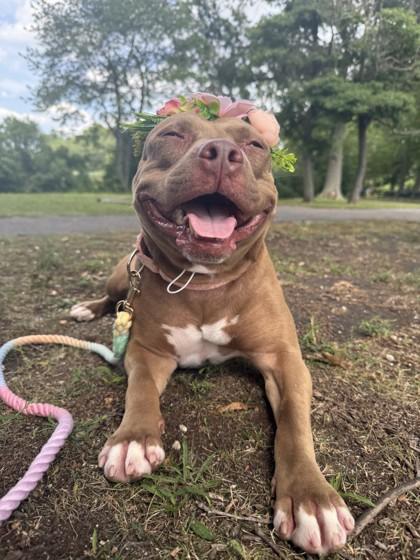 Clarabelle thumbnail 2